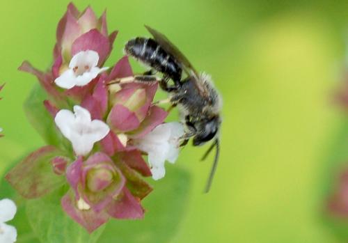 Réf. 246 199 : Lasioglossum leucozonium